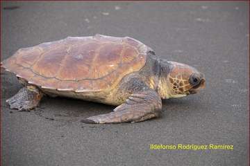 Ruta por la costa en memoria de José Luis González Ruano (Foto Ildefonso Rodríguez y TA)